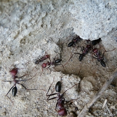 Cataglyphis nodus