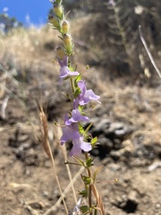 Sairocarpus vexillocalyculatus vexillocalyculatus
