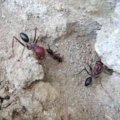 Cataglyphis nodus