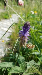 Phyteuma betonicifolium