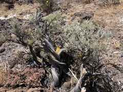 Artemisia tripartita