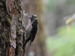 Dryobates villosus harrisi