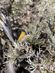 Artemisia tripartita