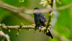 Chrysuronia oenone
