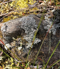 Stereocaulon spathuliferum