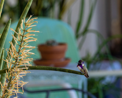 Calypte costae