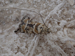 Ancylosis undulatella