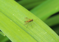Chrysopilus splendidus