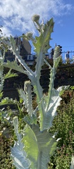 Onopordum acanthium