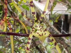 Brassia