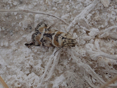 Ancylosis undulatella