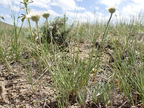 Erigeron ochroleucus, photograph 6