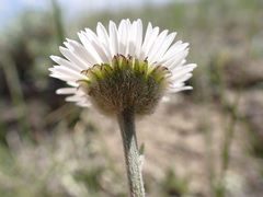 Erigeron ochroleucus