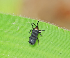 Chalepus bicolor