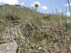 Erigeron ochroleucus