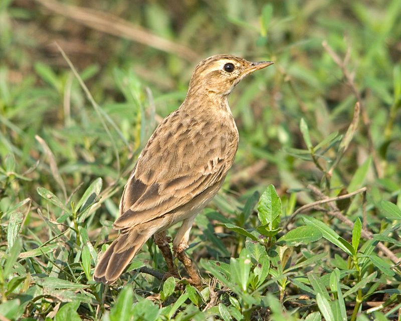 Paddyfield Pipit
