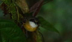 Myrmoborus myotherinus