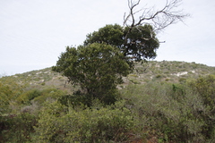 Eucalyptus conferruminata