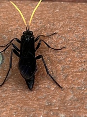 Gnamptopelta obsidianator