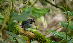 Myrmoborus myotherinus