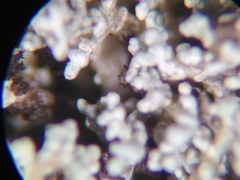 Stereocaulon spathuliferum