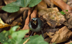 Myrmoborus myotherinus