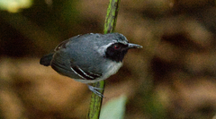 Myrmoborus myotherinus