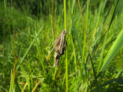 Canephora hirsuta