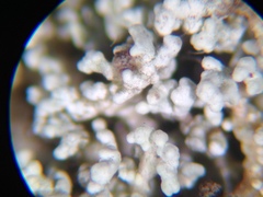 Stereocaulon spathuliferum