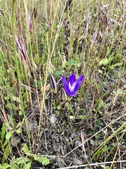 Brodiaea rosea rosea