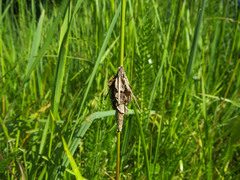 Canephora hirsuta