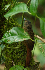 Thripadectes