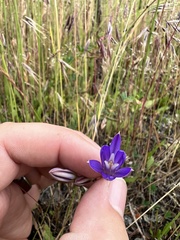 Brodiaea rosea rosea
