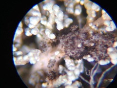 Stereocaulon spathuliferum