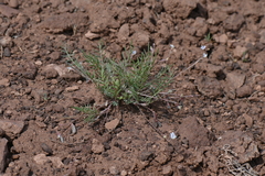 Astragalus brandegeei