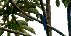 Trogon viridis