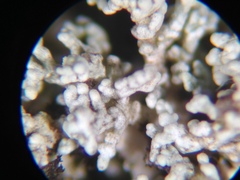 Stereocaulon spathuliferum