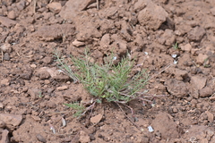 Astragalus brandegeei