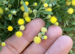 Perityle congesta