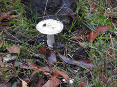 Amanita ochrophylloides