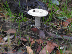 Amanita ochrophylloides