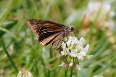Erynnis horatius