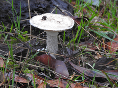 Amanita ochrophylloides