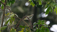 Vireo flavoviridis