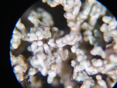 Stereocaulon spathuliferum