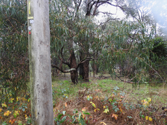 Amanita ochrophylloides