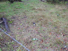 Amanita ochrophylloides