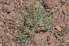Astragalus brandegeei