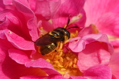 Callicera
