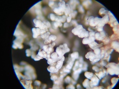 Stereocaulon spathuliferum